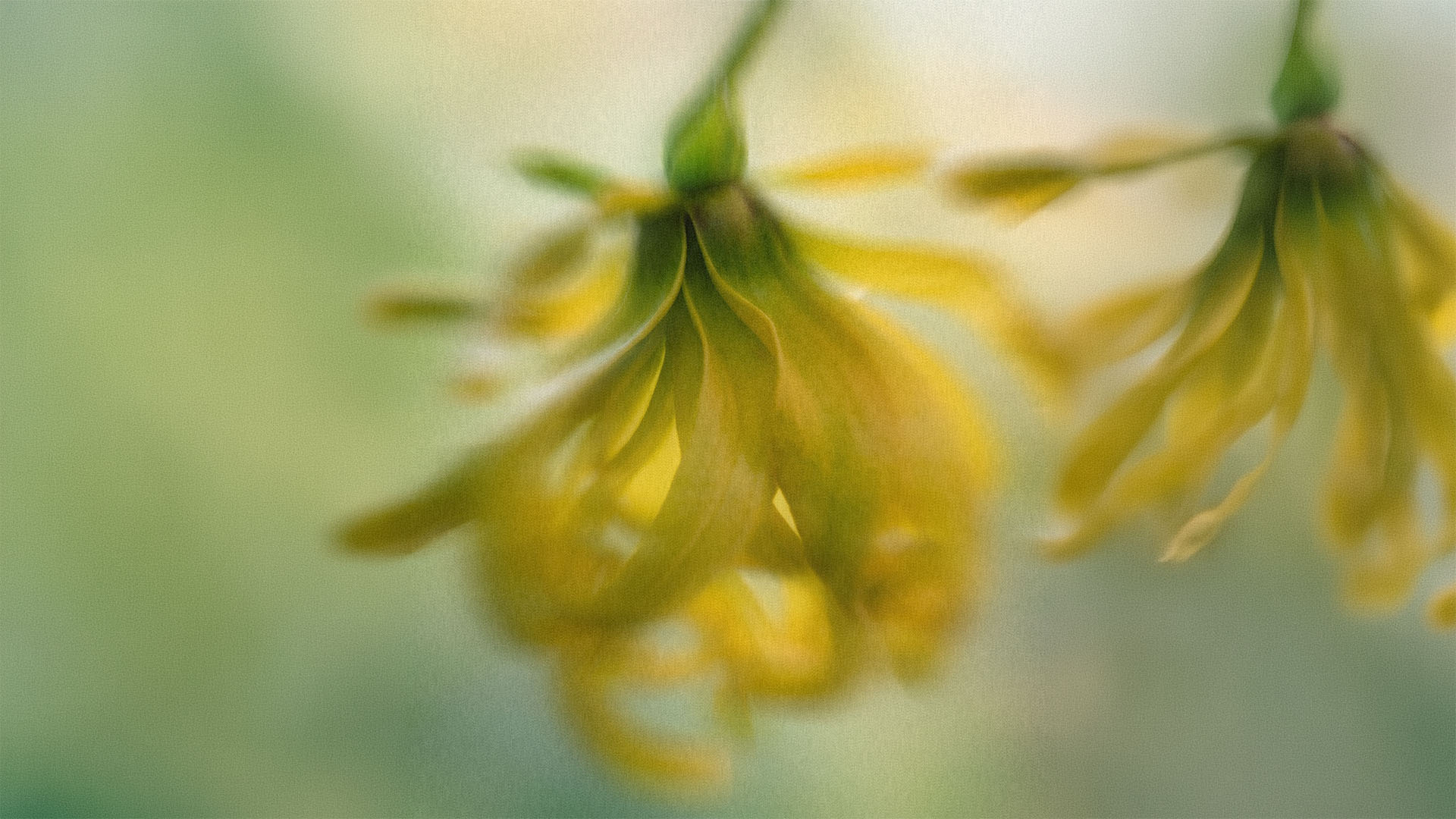 Ylang Ylang flowers over a blurred background of yellow and green tones.