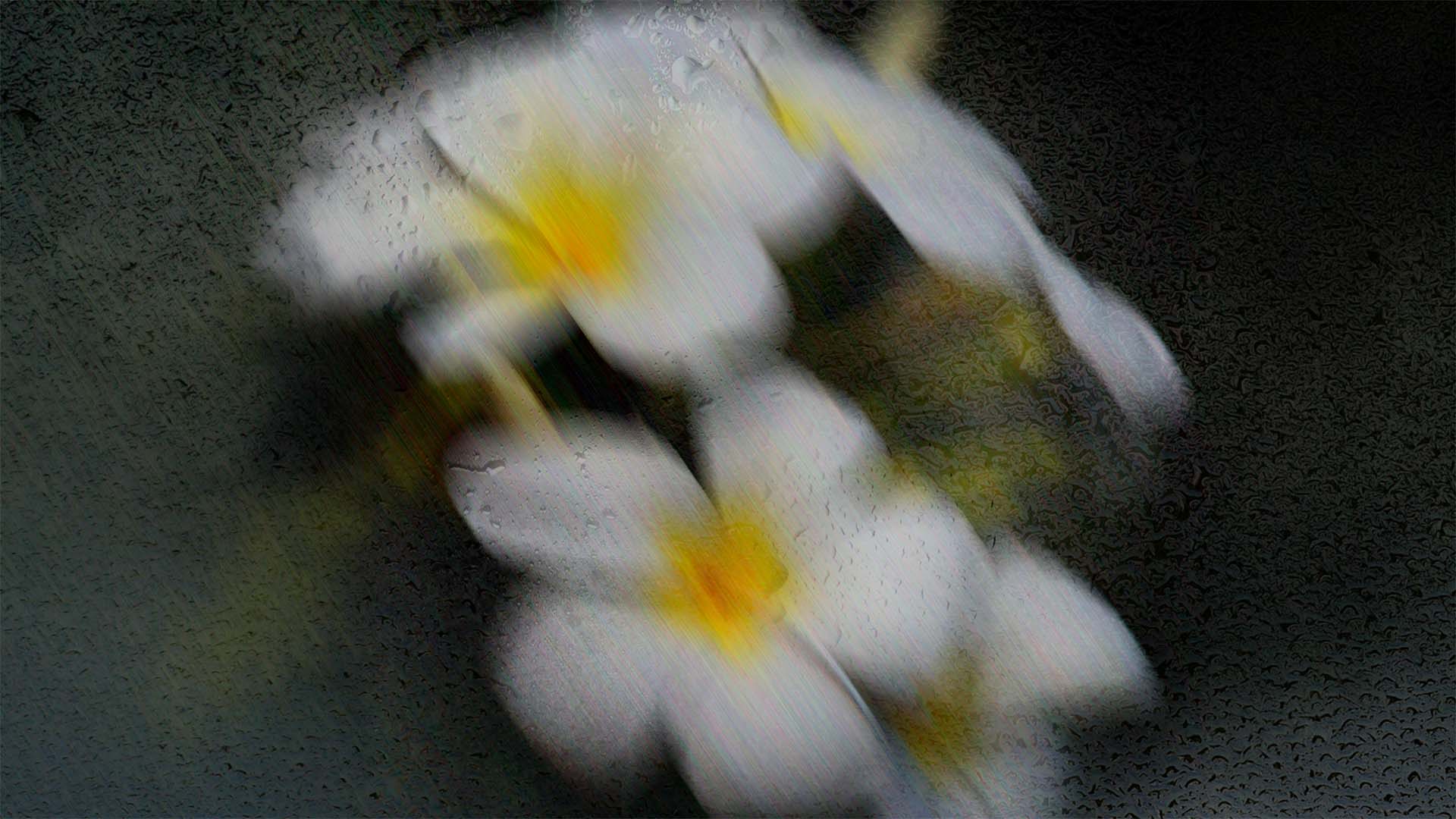 White frangipani flowers with yellow centers on a dark background under a frosted glass.
