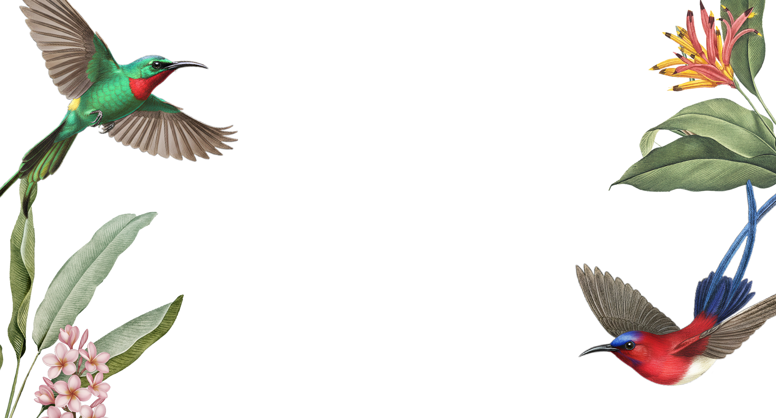Decorative image with birds