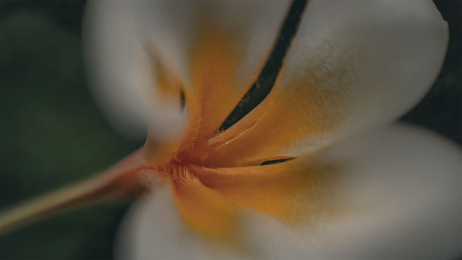 Close-up of a white and yellow flower with a blurred background.