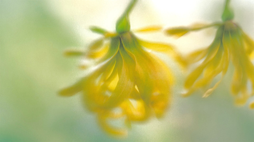 Close-up of Ylang Ylang flowers with a blurred green background.
