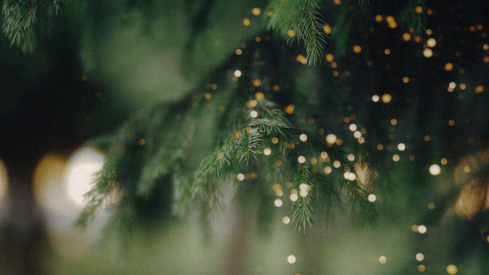 A closeup view of a Christmas tree with small lights.