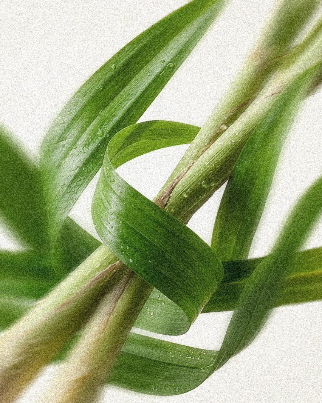 Lemongrass & Pandan