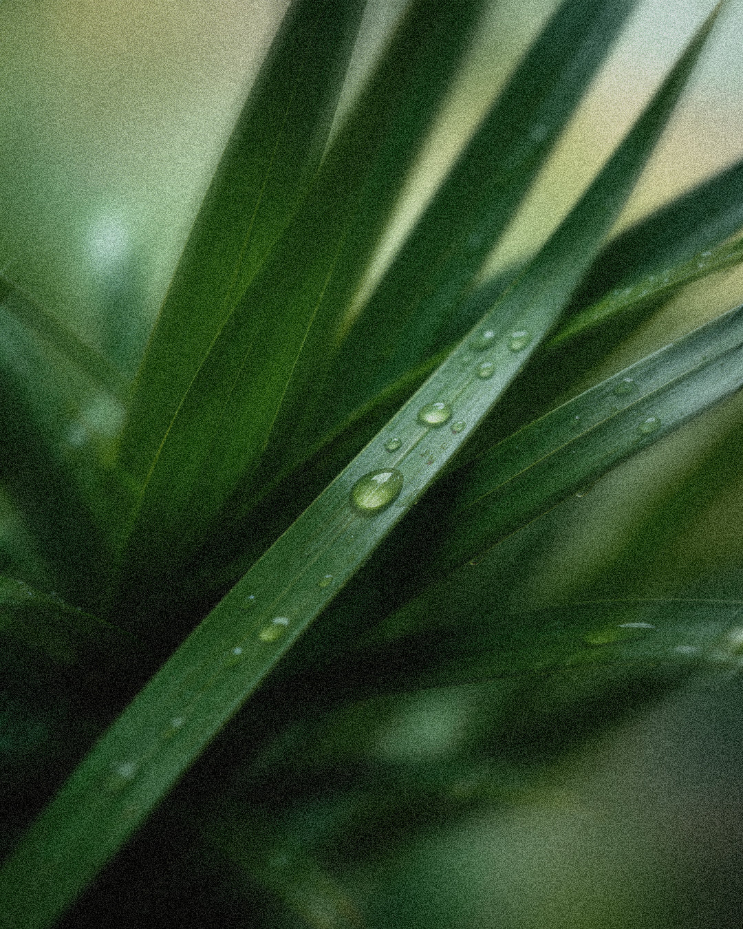 Close-up of pandan leaves with water droplets on a blurred background.