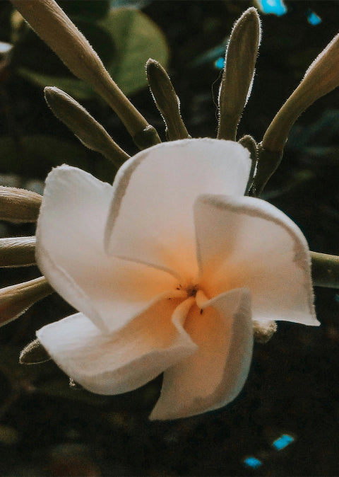 Close-up of a white frangipani flower with a dark background