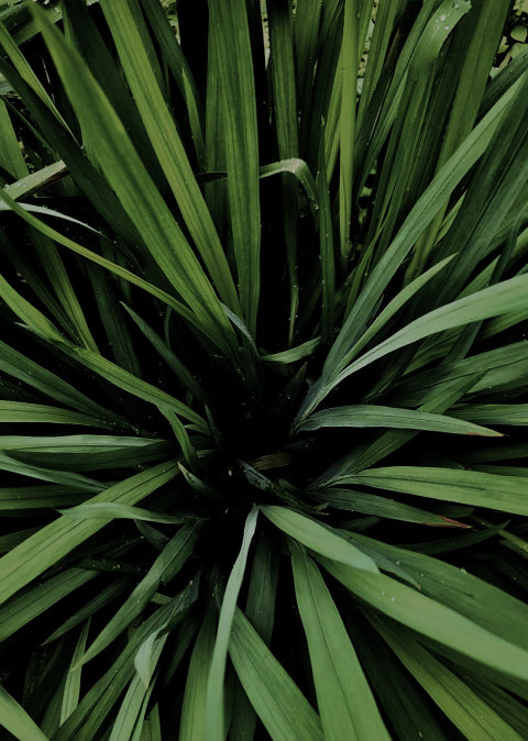 Close-up of pandan leaves.