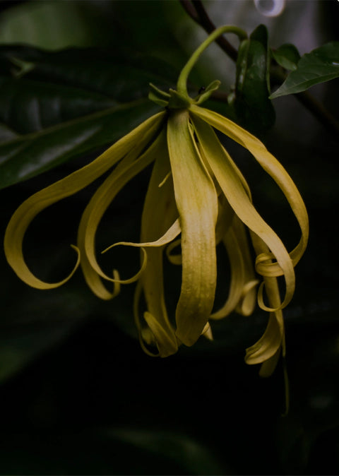 Close up of a yellow ylang ylang flower with green leaves on a dark background.