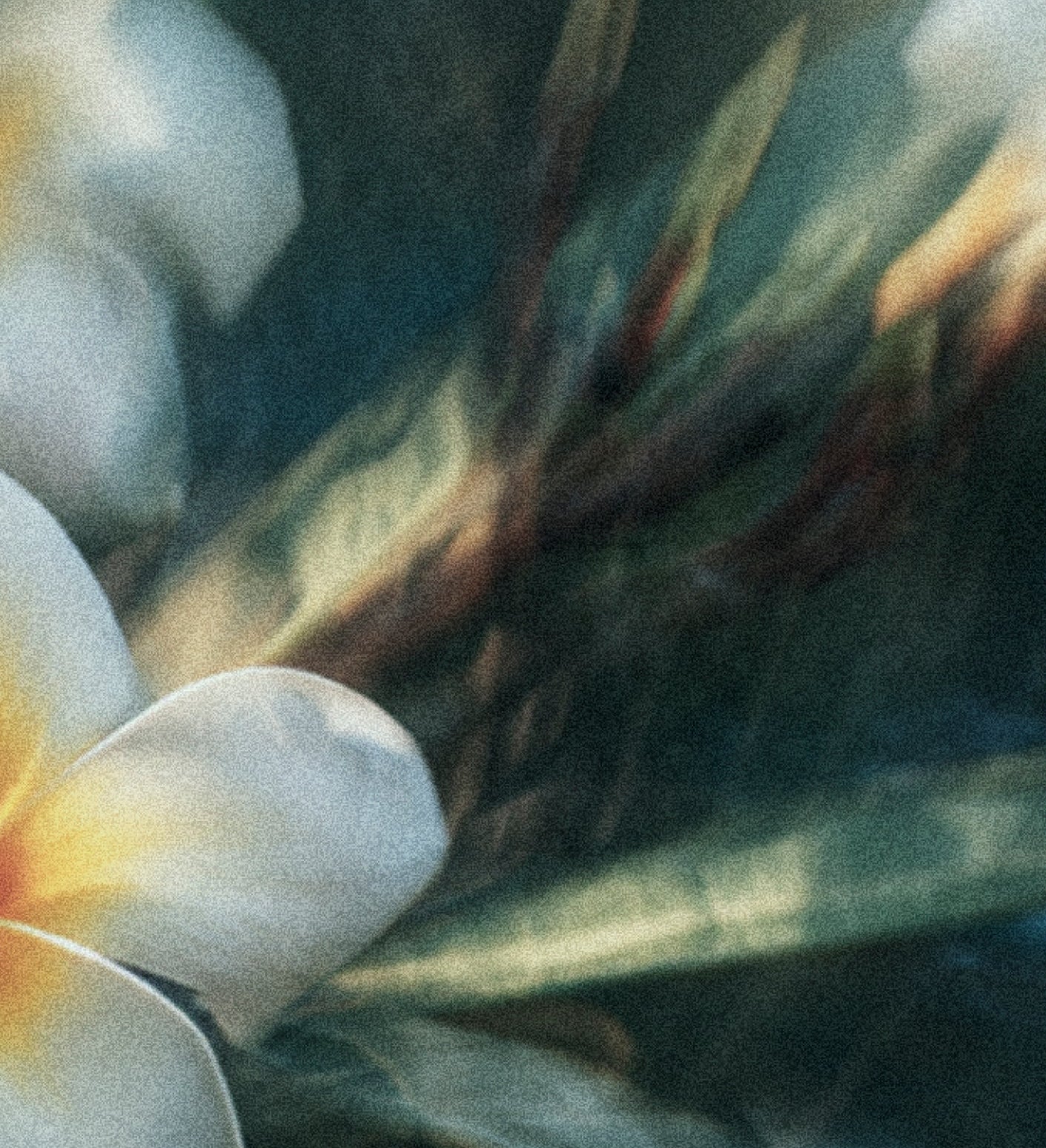 Close-up of a white frangipani flower with green leaves and stems.