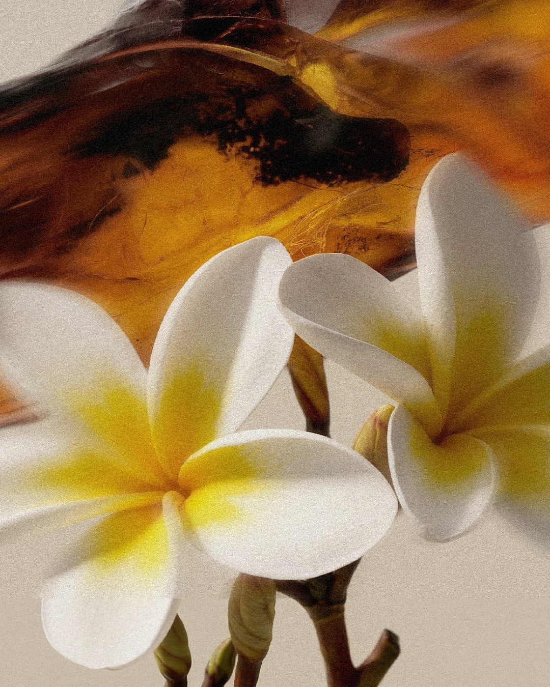 Close-up of white frangipani flowers with yellow centers and amber crystals on a blurred light background.