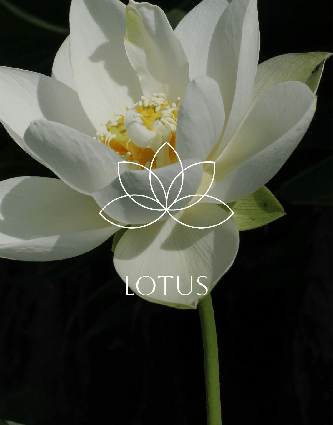Lotus