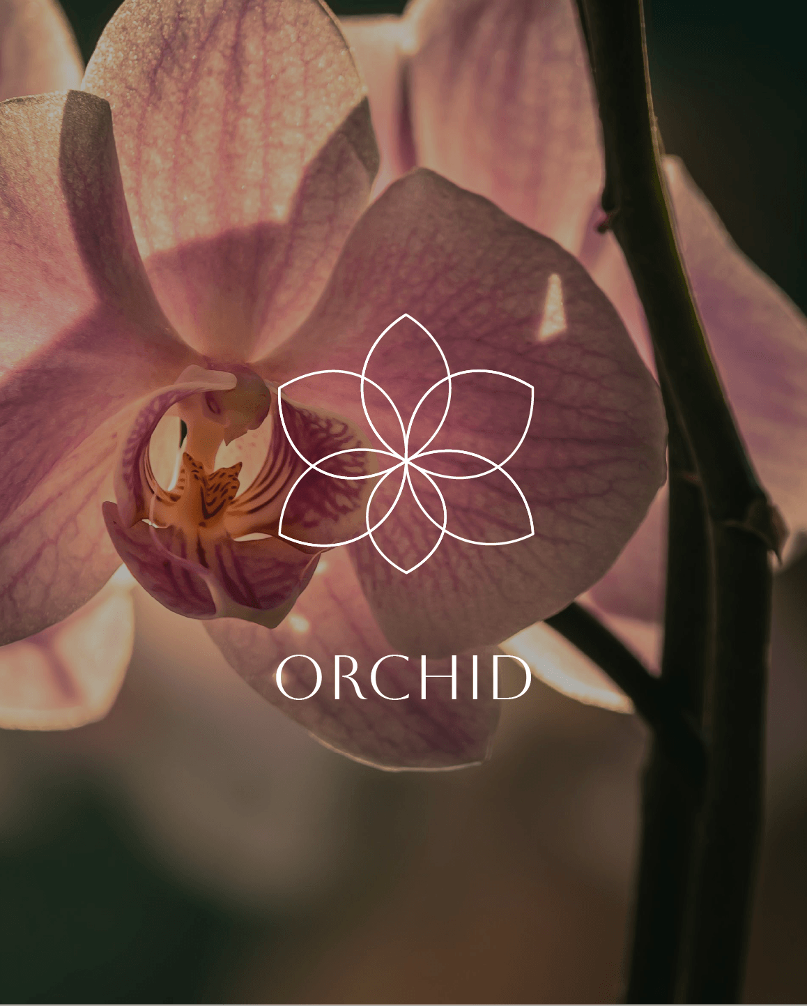 Orchid