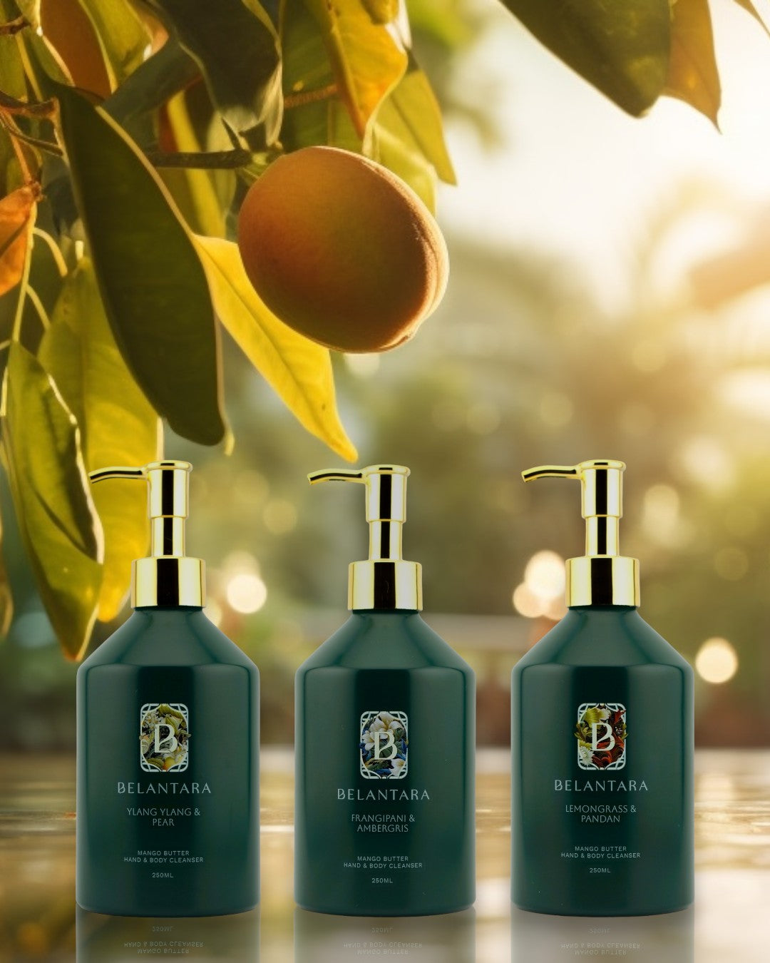 3 bottles of Belantara Mango Butter Hand & Body Cleanser under a mango tree.