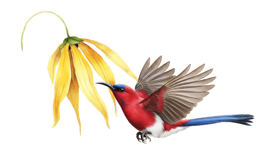 Crimson Sunbird feeding on a yellow flower in mid-flight