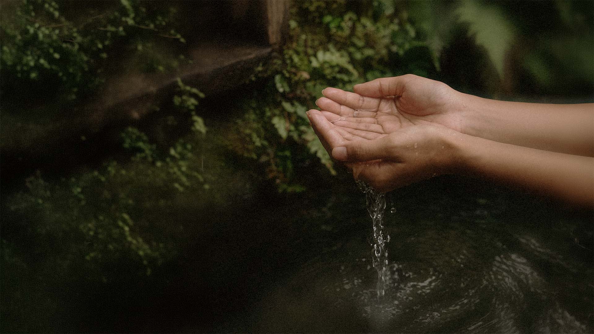 Pair of hands touching water from a natural source with lush greenery in the background.