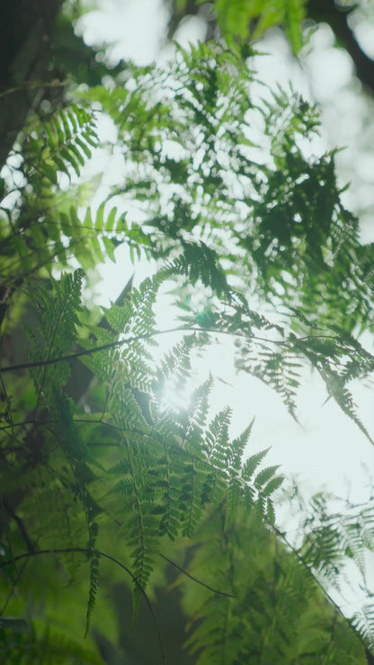 Hand & Body Lotion - The Tropical Collection