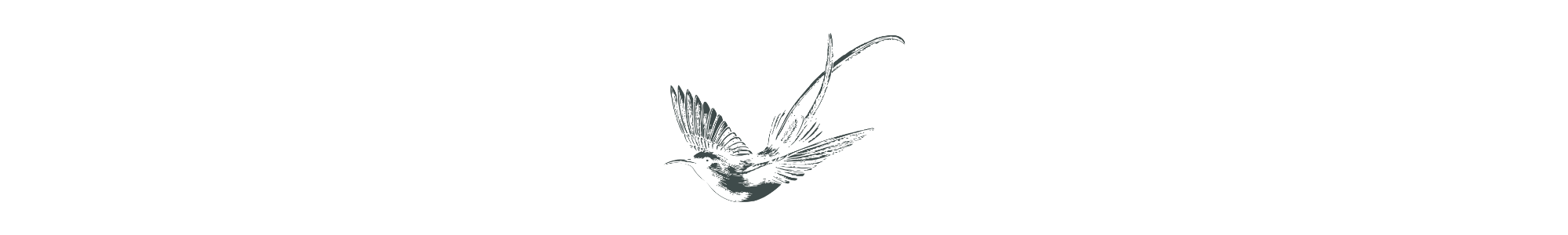 Black and white illustration of a bird on a white background