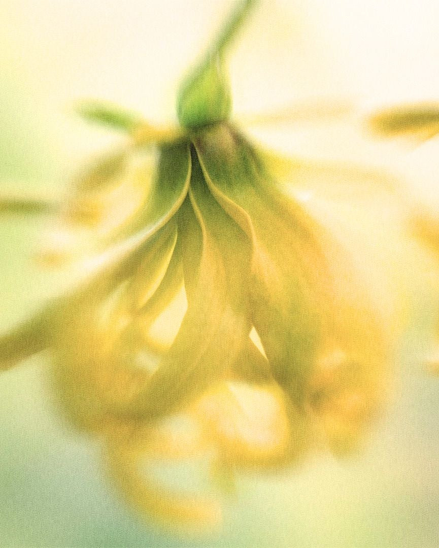 Close-up of ylang ylang flowers with a soft, blurred green background