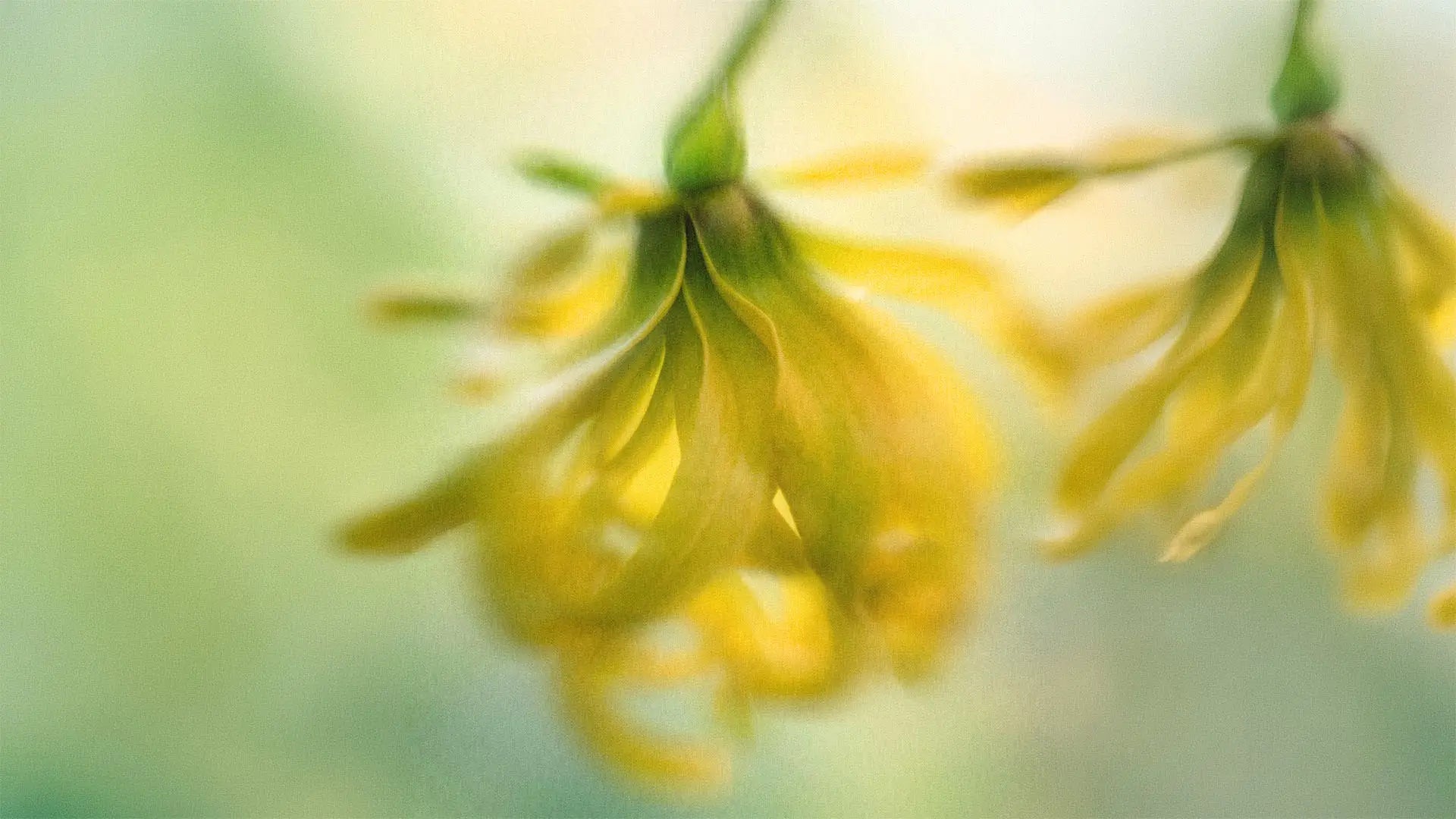 Close-up of ylang ylang flowers with a blurred green background.